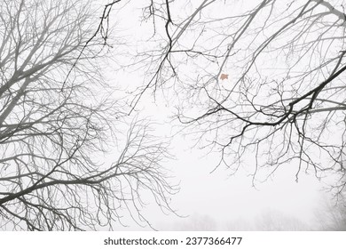 Tree crown without leaves, bare branches, late autumn or winter. Naked branch of autumn tree against the sky