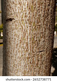 Tree Crust grey dry texture material