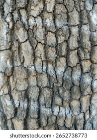 Tree Crust grey dry texture material