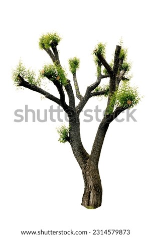 Tree with cut branches isolated against a white background