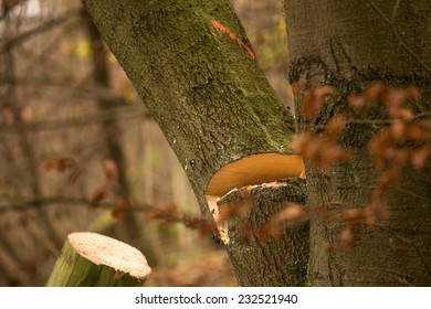 tree cut down