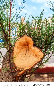 tree cut down