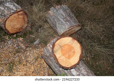 Tree Cut Down, Småland Sweden