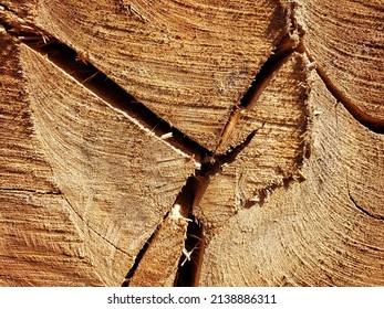 Tree Cut In Half Minas Gerais Brasil