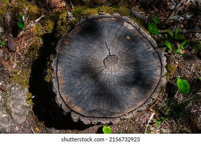 Tree Cut In Half In The Spring Time