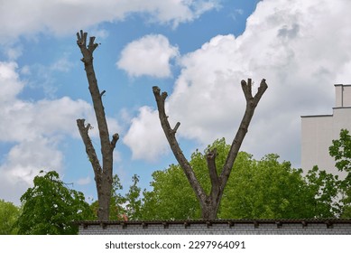 Tree with cut off crown. Trees with pruned top against blue sky. Pruning tree in the city square or park. Tree pruning mistake, harmful pruning. Chop off the tree top 