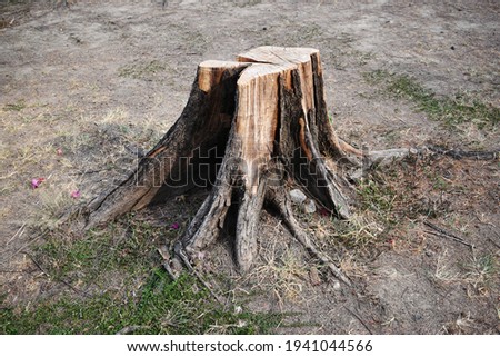 Similar – city tree Tree trunk