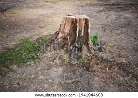 Similar – city tree Tree trunk