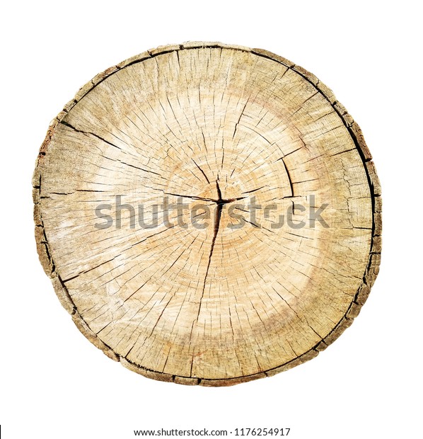 Tree Cut Trunk Isolated On White Stock Photo (Edit Now) 1176254917