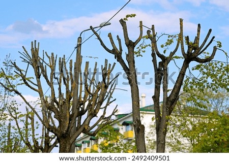 Tree with cutted off branches close to electric lines. Cutting branches near power lines, ensuring the safety, reliability, and efficiency of power distribution, reducing risks to people and property