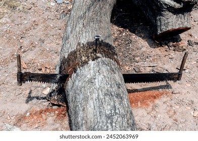 The tree cutters were using minimum equipment like tree cutting saw chisel for culling the branches of trees.  - Powered by Shutterstock