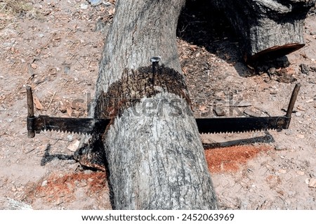 The tree cutters were using minimum equipment like tree cutting saw chisel for culling the branches of trees. 