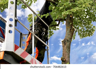 Tree Cutting, Tree Care