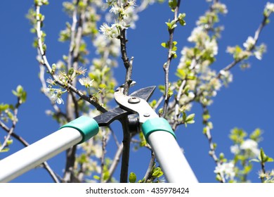 Tree cutting with clippers on a springtime sunny day