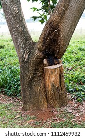 Tree Cutting In Forest Coorg Karnataka India