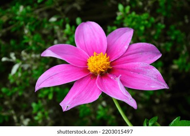 Tree Dahlia Photo, Pink Bell Tree