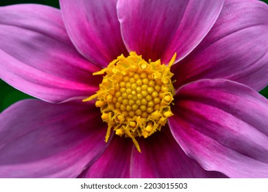 Tree Dahlia Photo, Pink Bell Tree