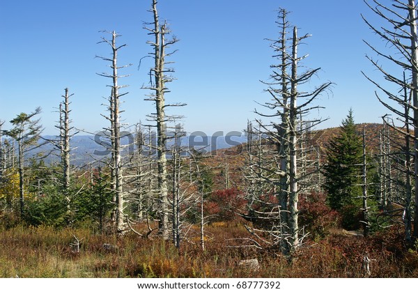 Najdete Stock Snimky Na Tema Poskozeni Stromu Z Kyseleho Deste Horizontalne V Hd A Miliony Dalsich Stock Fotografii Ilustraci A Vektoru Bez Autorskych Poplatku Ve Sbirce Shutterstock Kazdy Den Jsou Pridavany Tisice Novych Kvalitnich Obrazku