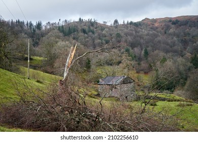 Tree Damage Caused By Storm Arwen, Cumbria, England, UK                     