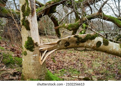 Tree Damage Caused By Storm Arwen, Cumbria, England, UK                     