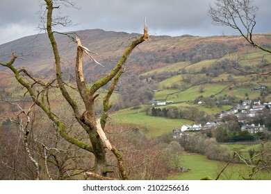 Tree Damage Caused By Storm Arwen, Cumbria, England, UK                     