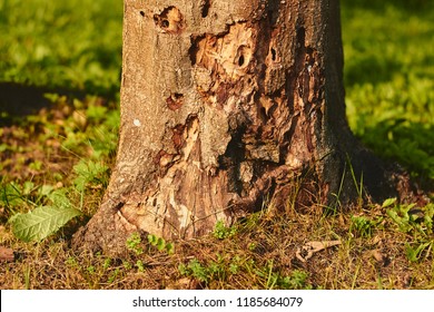 Tree Damaged By Termite Insect Pest. Carpenter Ants, Powderpost Beetles Infestation In Wooden Texture, Background