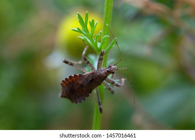 Tree damsel bug (Himacerus apterus) on a chamomile, close-up