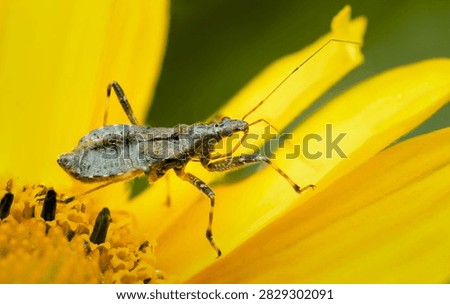 Tree Damsel Bug Himacerus apterus on Bright Yellow Flower Petals With Pollen