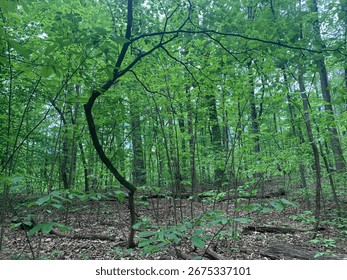 Tree dancing in the forest
