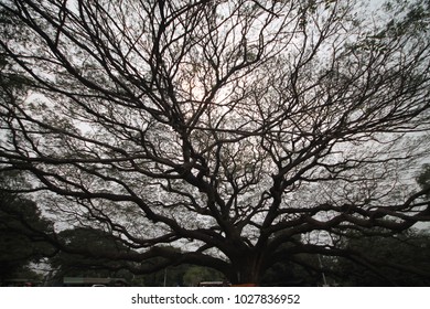 tree in the dark