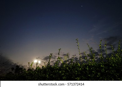 tree in dark sky