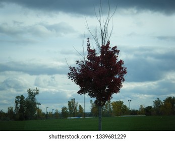 Tree in darkness