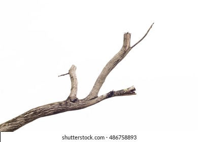 Tree Death Or Branch Die On White Background.