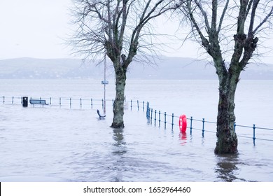 Tree In Deep Flood Water As Sea Flows Deep In Street At Seaside Town Gourock Inverclyde Uk