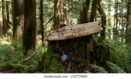 A tree. Deep in the forest 