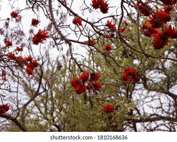 Tree with Deep Red Flowers