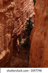 A tree deep in the valleys at Bryce Canyon National Park