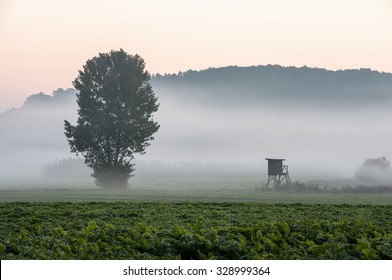 Tree And Deer Stand In The Morning Fog