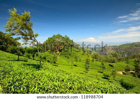 A tree deformed by wind at the border of a tea plantation in Haputale, Sri Lanka