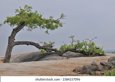 Tree Demonstrates Resilience Growing On A Rock And In The Wind