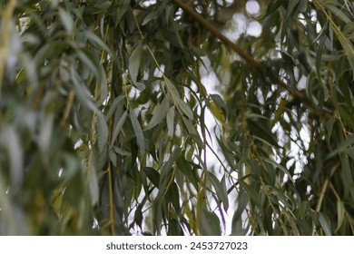 A tree with dense foliage stands tall under a cloudy sky - Powered by Shutterstock