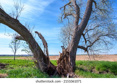 56,515 Split tree Stock Photos, Images & Photography | Shutterstock