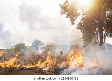 A Tree Devoured By Flames, Climate Change. Enviromental.