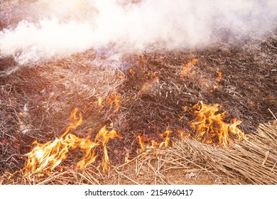 A Tree Devoured By Flames, Climate Change. Enviromental.