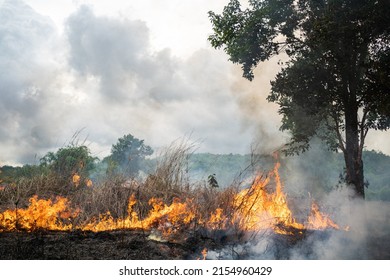 A Tree Devoured By Flames, Climate Change. Enviromental.