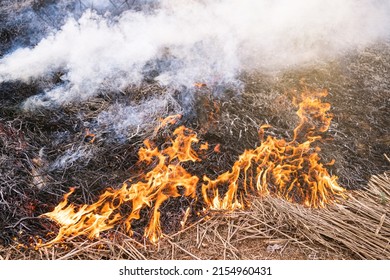 A Tree Devoured By Flames, Climate Change. Enviromental.