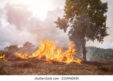 A Tree Devoured By Flames, Climate Change. Enviromental.