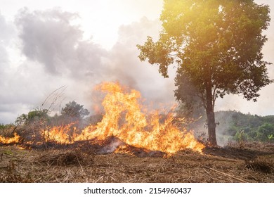 A Tree Devoured By Flames, Climate Change. Enviromental.