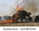 A tree devoured by flames. Fires in Italy, Spain Canada. Greece. New York California Climate change. Emergency natural problem Enviromental  Burning trees fire and smoke Forest Fire Wildfire burning