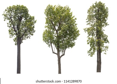 Tree Dicut Isolated On White Background Stock Photo 1141289870 ...